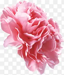 创意海报植物花朵设计粉色