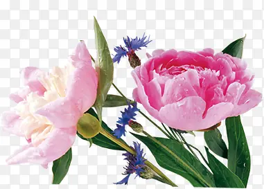粉色手绘花朵装饰植物