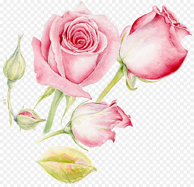粉色浪漫玫瑰花朵水彩