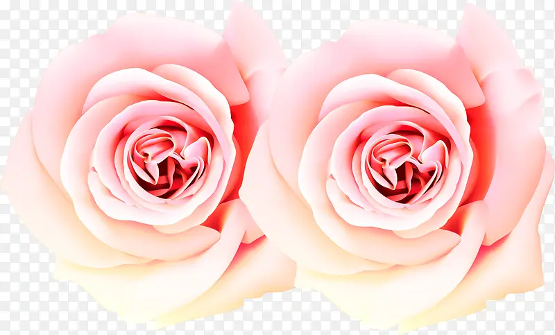 渐变粉色玫瑰花朵