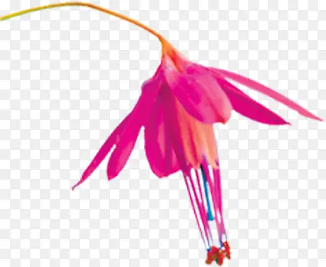 粉色手绘花朵设计春天