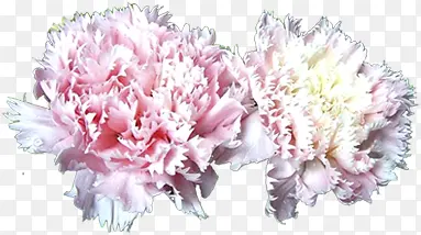 粉色淡雅康乃馨花朵母亲节