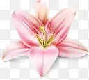 粉色化妆品花朵插图