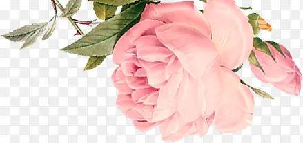 粉色温馨甜美花朵植物