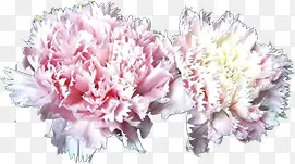 粉色淡雅康乃馨花朵