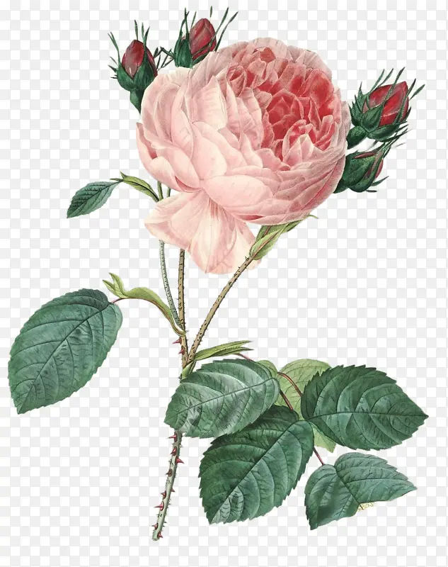 粉色小玫瑰
