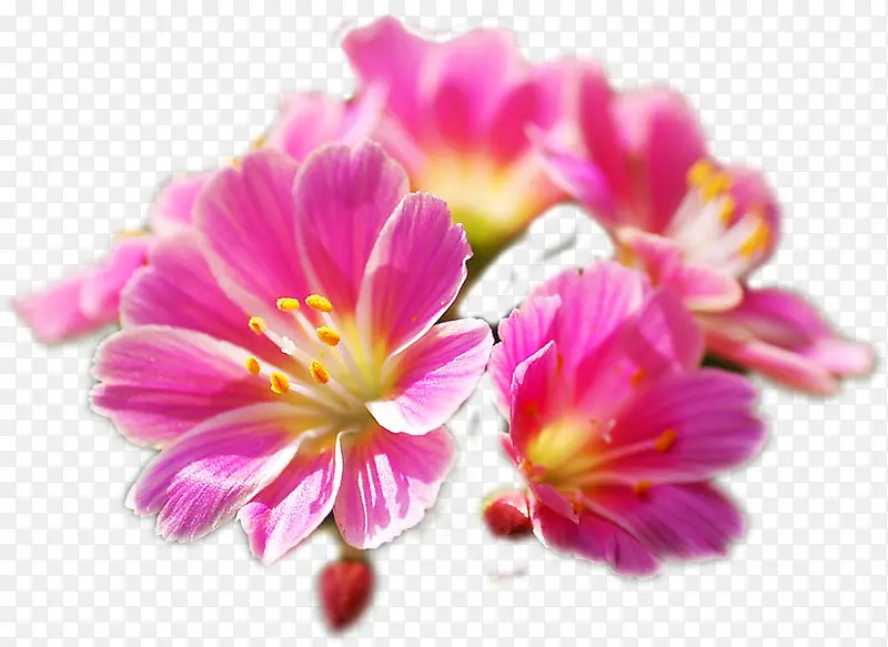 粉色温馨春天花朵植物