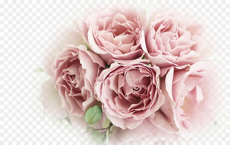 温馨粉色康乃馨花朵