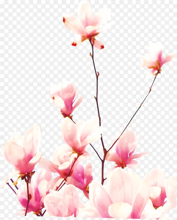 粉色踏青美景花朵