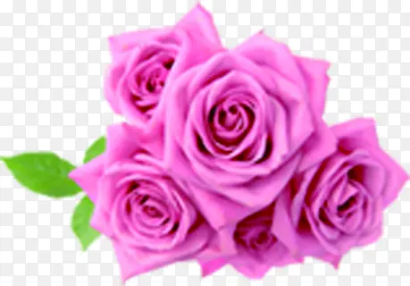 粉色玫瑰花朵医疗