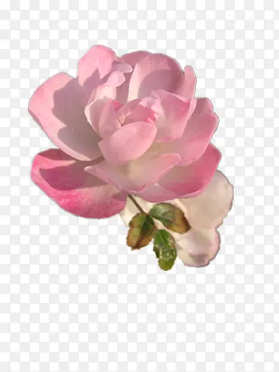 粉色的小蔷薇