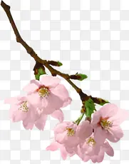粉色春天创意花朵造型