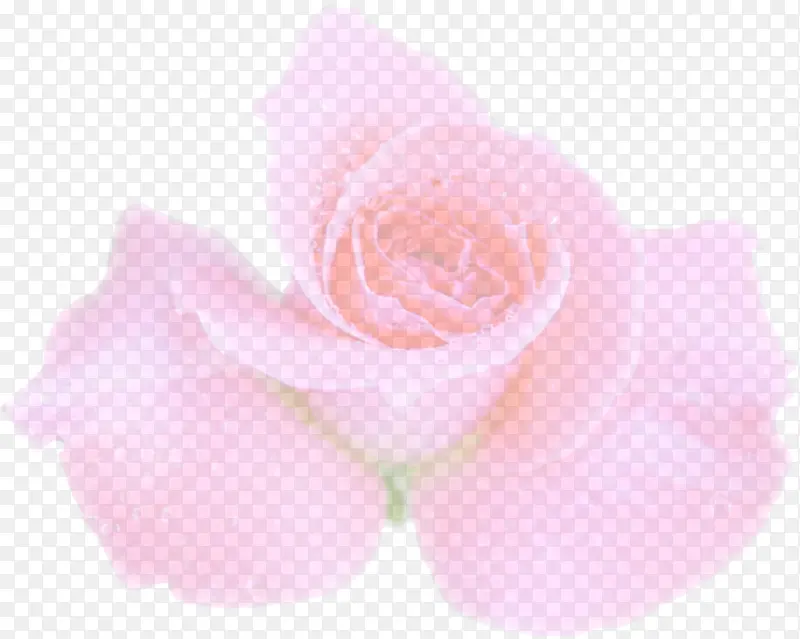 粉色浪漫玫瑰花朵