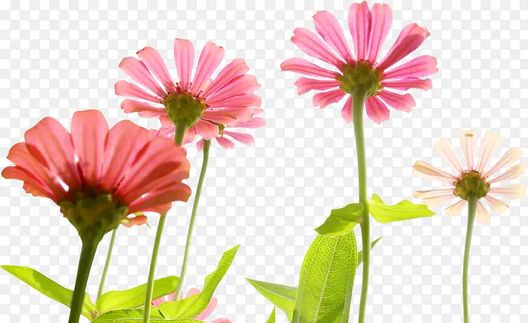 清新粉色春季植物花朵