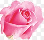 粉色水彩分层玫瑰花朵