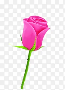 手绘粉色爱情花朵玫瑰