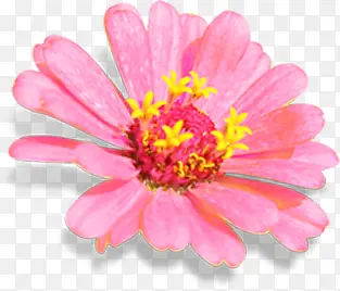 粉色水墨古典花朵手绘