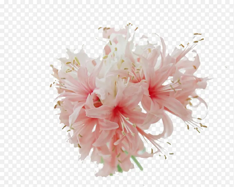 粉色文艺春季花朵