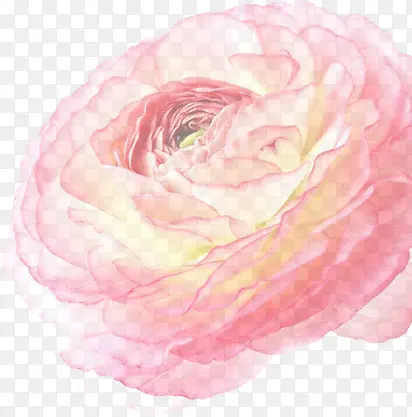 粉色手绘水彩花朵设计