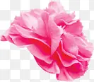 粉色温馨节日花朵植物装饰