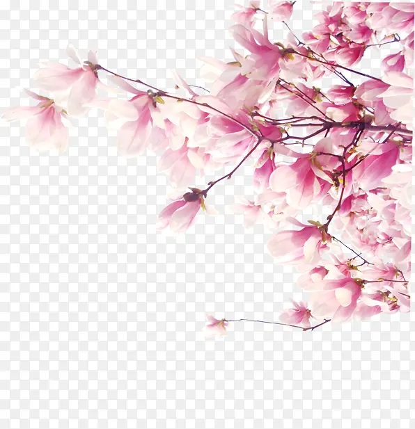 粉色梦幻古典花朵树枝