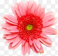 粉色可爱创意花朵