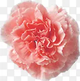 粉色盛开温馨花朵康乃馨