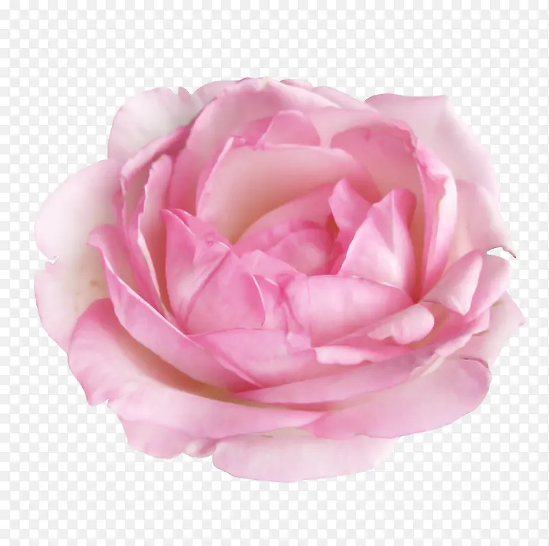 粉色玫瑰贴图