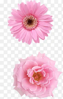 粉色可爱盛开花朵