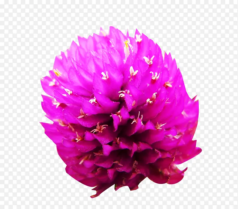 千日红粉花图片素材