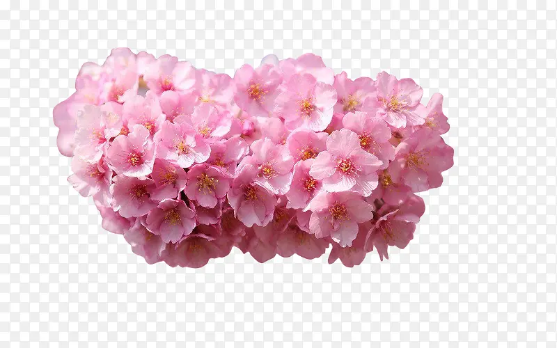 植物粉色花朵效果