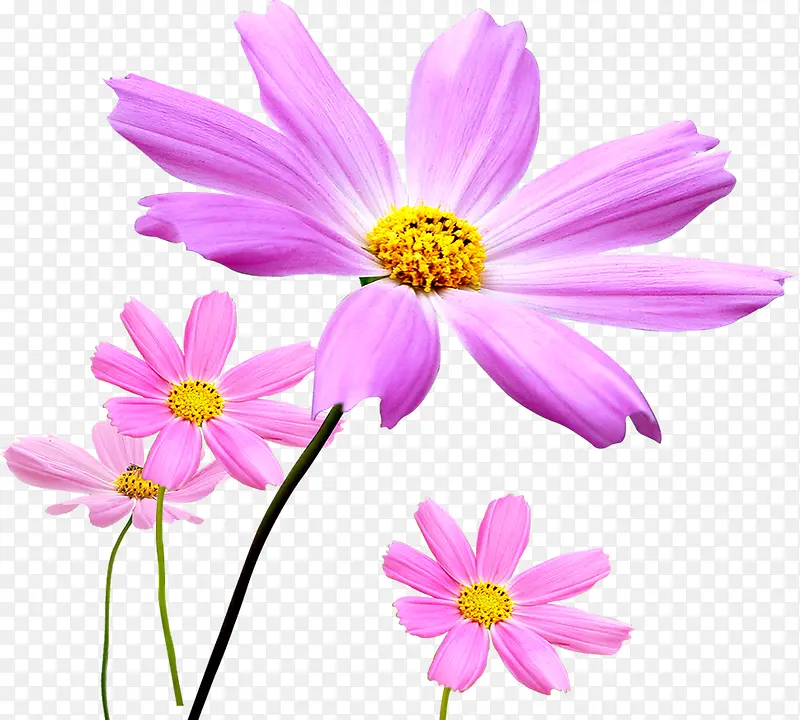 粉色清新春天花朵