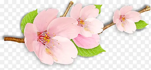 春季粉色环保花朵
