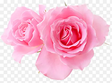 粉色分层花朵玫瑰