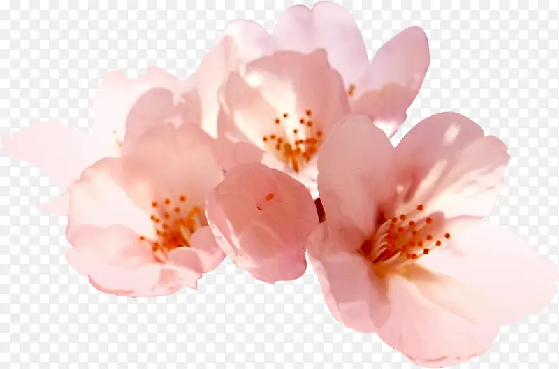 文艺粉色春季花朵