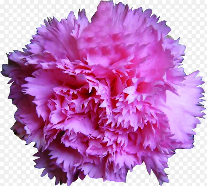 粉色温馨节日康乃馨花朵