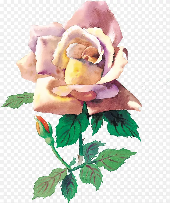 花卉