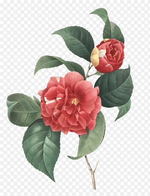 古风粉色花朵绿叶插图