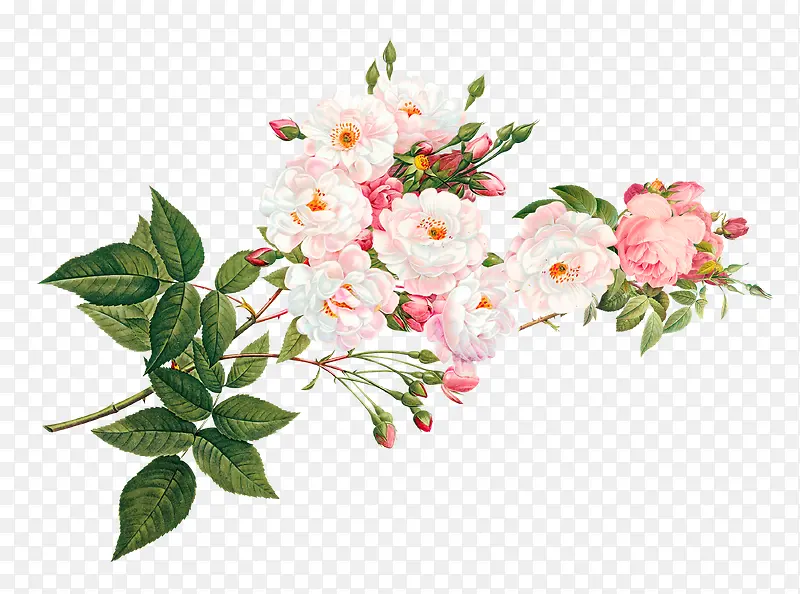 手绘粉色清新花朵植物
