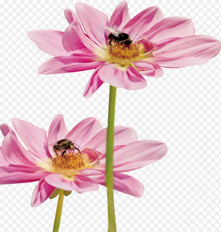 粉色高清医院海报装饰花朵