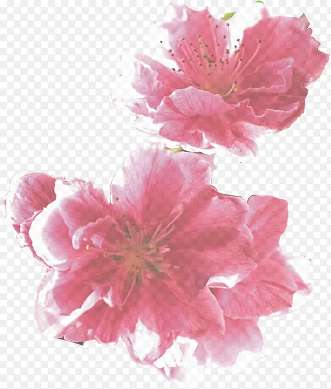 手绘粉色花朵植物传统