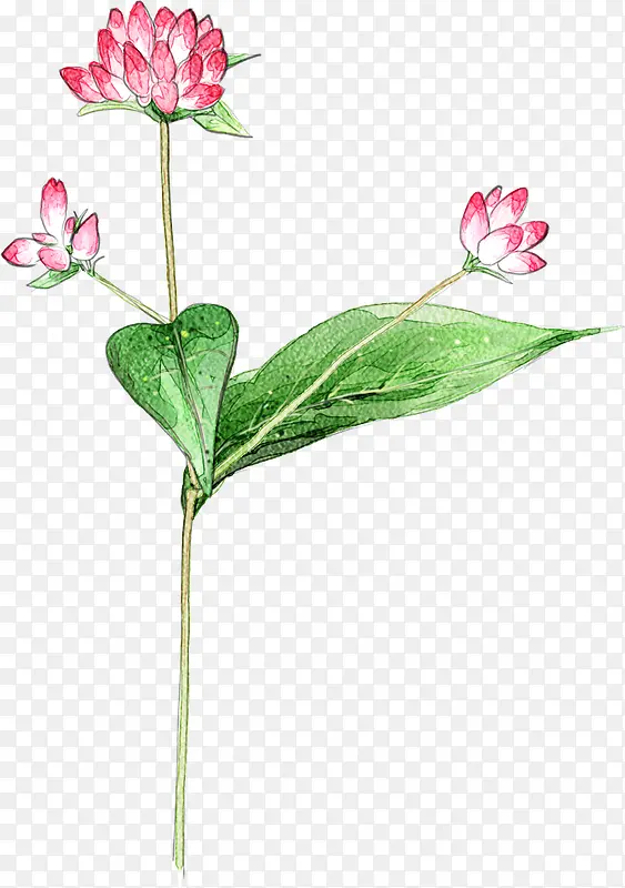 手绘粉色花朵植物装饰