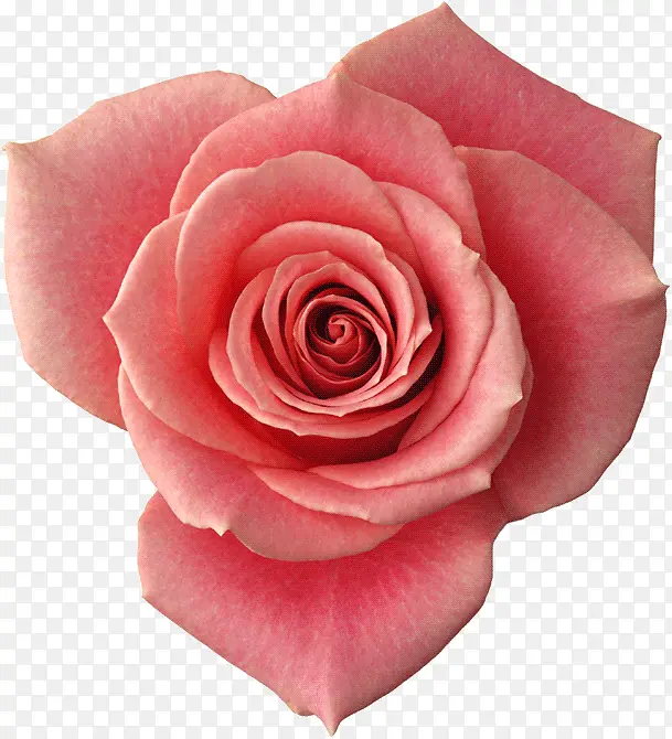 粉色分层创意花朵玫瑰