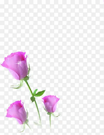 粉色花朵玫瑰星光