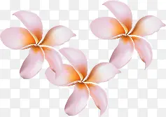 粉色三朵花朵创意
