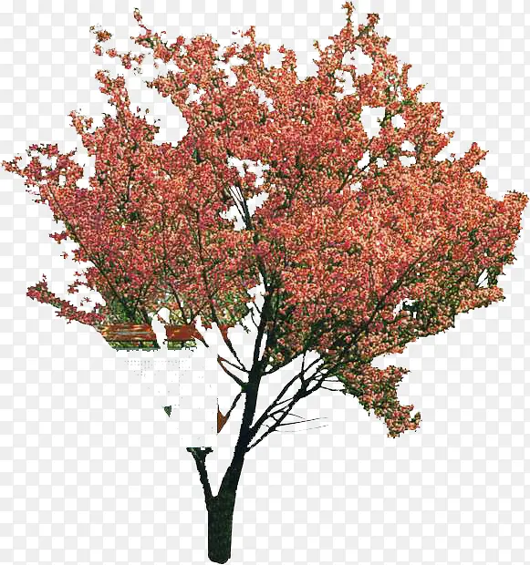 粉色大树花朵公园装饰