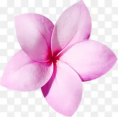 粉色可爱花朵创意