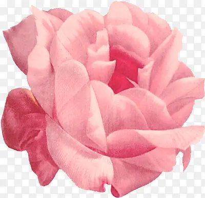 手绘粉色分层花朵玫瑰