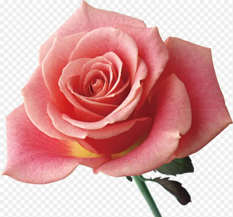 手绘粉色花朵玫瑰