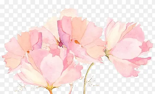 粉色水墨画花朵手绘插画